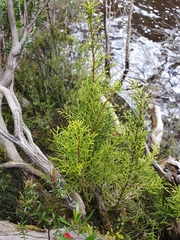 Lagarostrobos franklinii