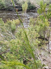 Baloskion tetraphyllum
