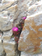 Drosanthemum intermedium