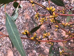 Eucalyptus oleosa