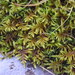 Lime Entodon Moss - Photo (c) Giovanni Perico, some rights reserved (CC BY-NC)
