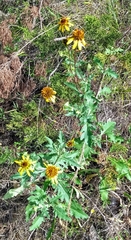 Tetragonotheca texana