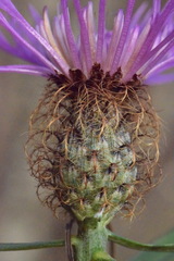 Centaurea rhaetica