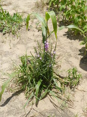 Striga hermonthica