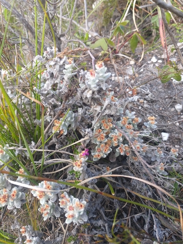 Image of Helichrysum tinctum by (c) kevin koen, some rights reserved (CC BY-SA)