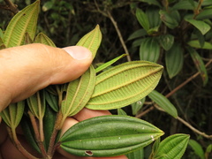 Miconia elaeoides