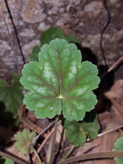 Heuchera soltisii