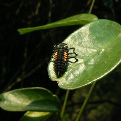 Harmonia vigintiduomaculata