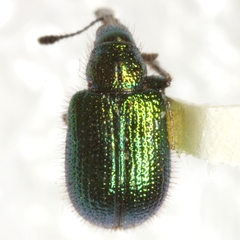 Haplorhynchites eximius