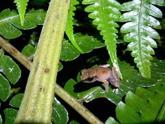 Leptobrachella