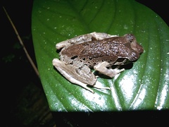 Leptobrachella