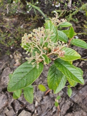 Pomaderris elliptica