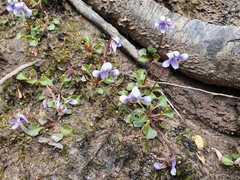 Viola serpentinicola