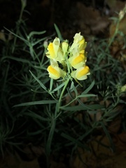Linaria vulgaris