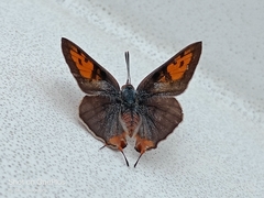 Cigaritis elima