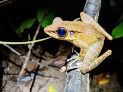 Meristogenys poecilus