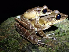 Meristogenys poecilus