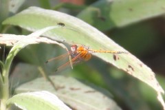 Trithemis monardi