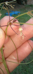 Brachystelma filifolium