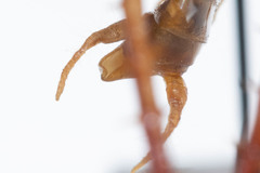 Ceuthophilus vicinus