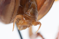 Ceuthophilus vicinus