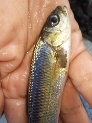 Nipponocypris