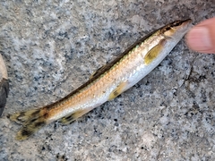Nipponocypris