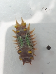 Doratifera oxleyi