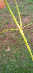 Brachystelma filifolium