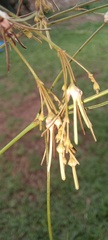 Brachystelma filifolium