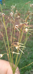 Brachystelma filifolium