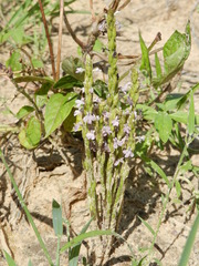 Striga gesnerioides