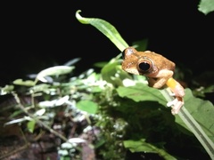 Leptomantis malkmusi