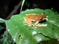 Leptomantis malkmusi