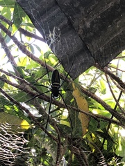 Nephila pilipes