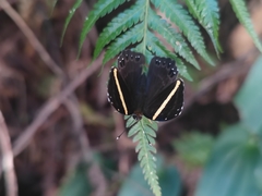 Abisara fylla