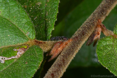 Cataulacus granulatus