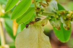 Camponotus
