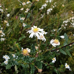 Olearia quercifolia