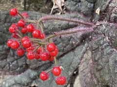 Ardisia primulifolia