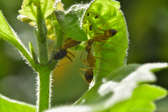 Camponotus