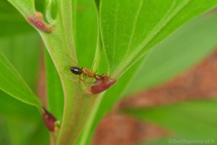 Camponotus