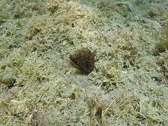 Pseudobranchiomma grandis