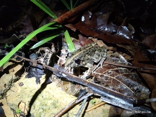 Paddy Field Frog