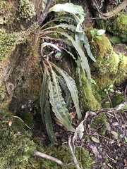 Elaphoglossum paleaceum