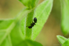 Cataulacus granulatus