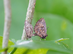 Logania marmorata damis