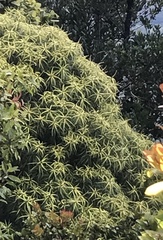 Myrsine linearifolia