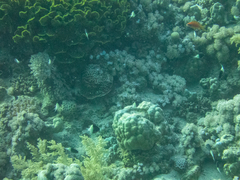 Pycnochromis dimidiatus