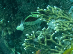 Chaetodon paucifasciatus